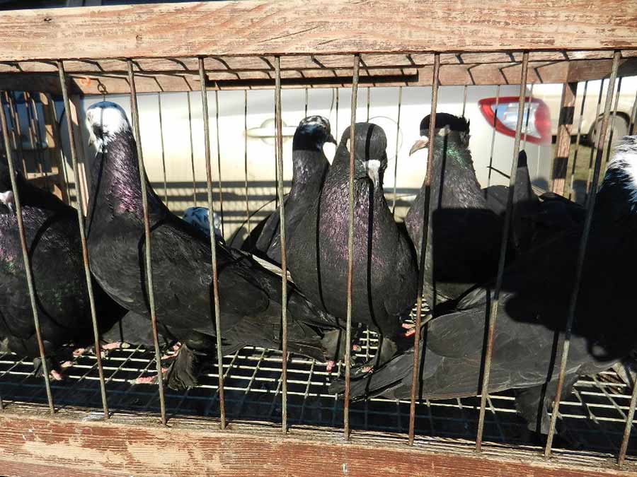 Клуб голубеводов станицы Ленинградская