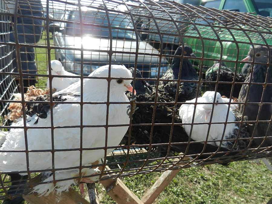 Клуб голубеводов станицы Ленинградская