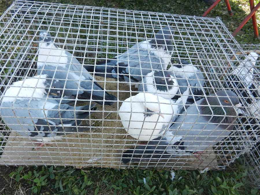 Клуб голубеводов станицы Ленинградская