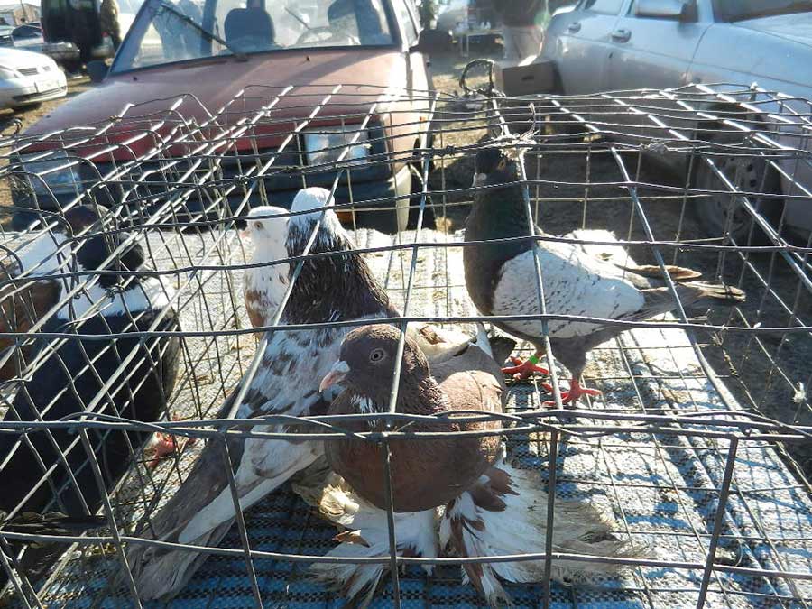 Клуб голубеводов станицы Ленинградская