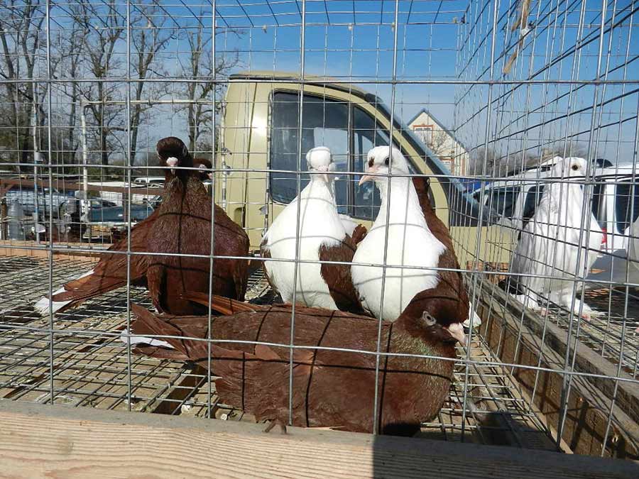 Клуб голубеводов станицы Ленинградская