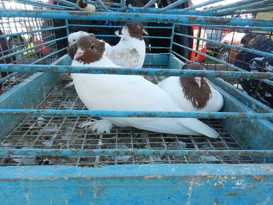 Клуб голубеводов станицы Ленинградская