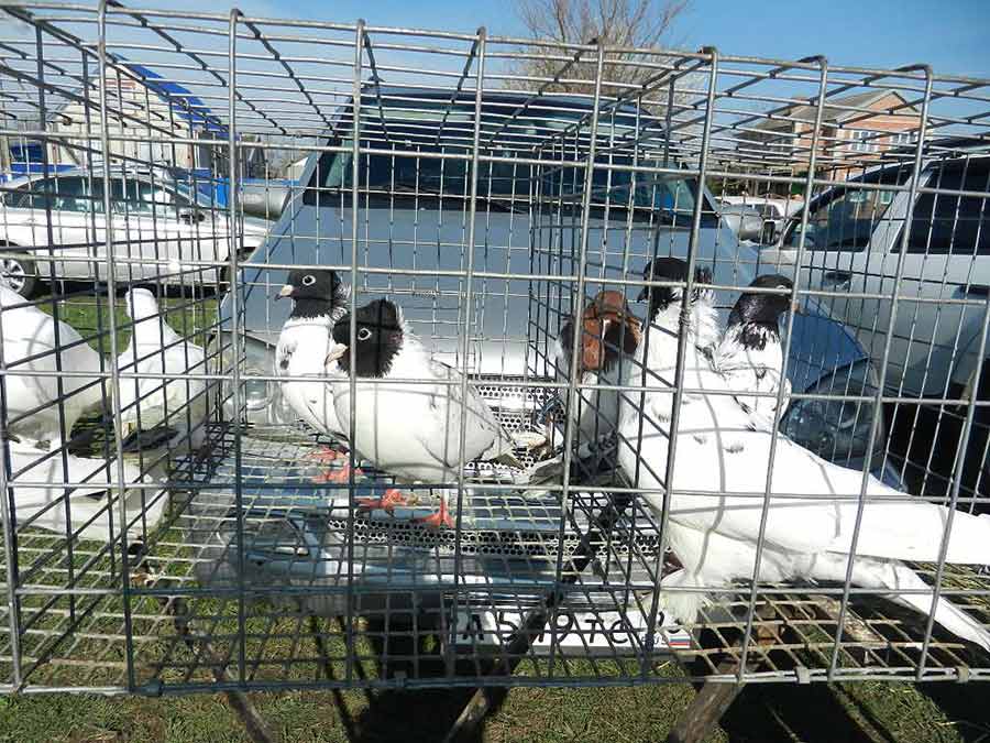 Клуб голубеводов станицы Ленинградская