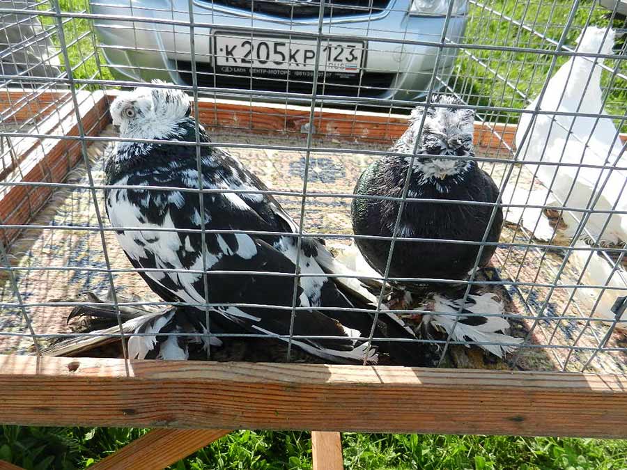 Клуб голубеводов станицы Ленинградская