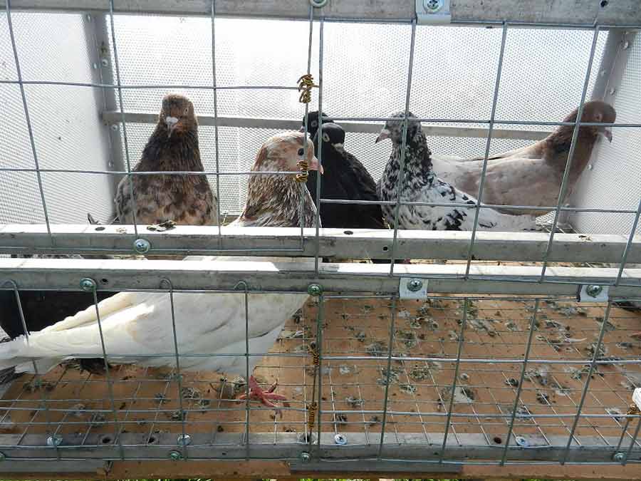 Клуб голубеводов станицы Ленинградская