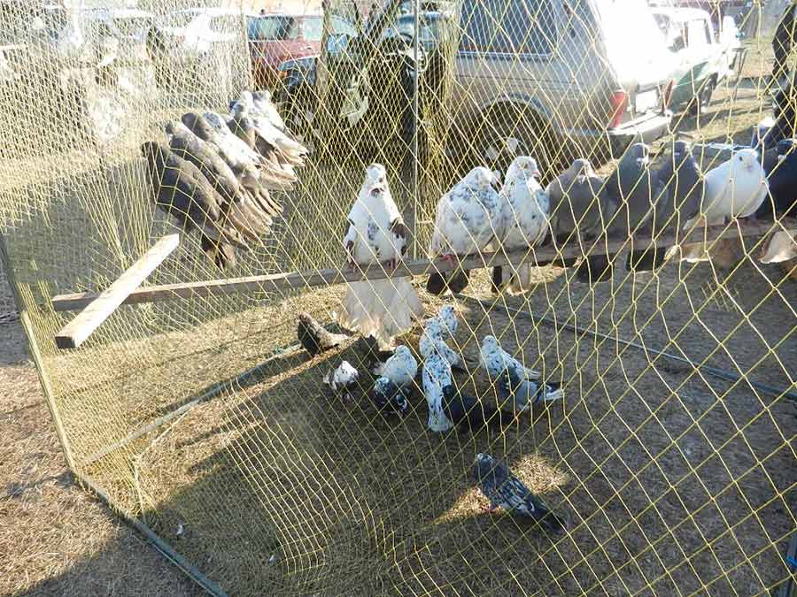 Клуб голубеводов станицы Ленинградская