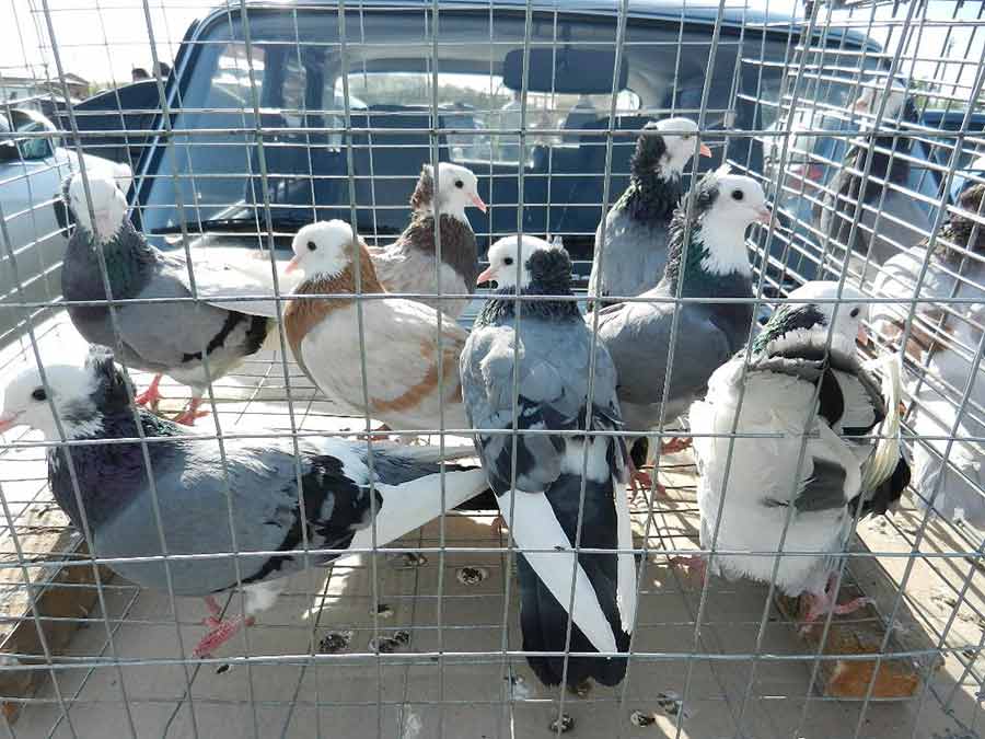 Клуб голубеводов станицы Ленинградская