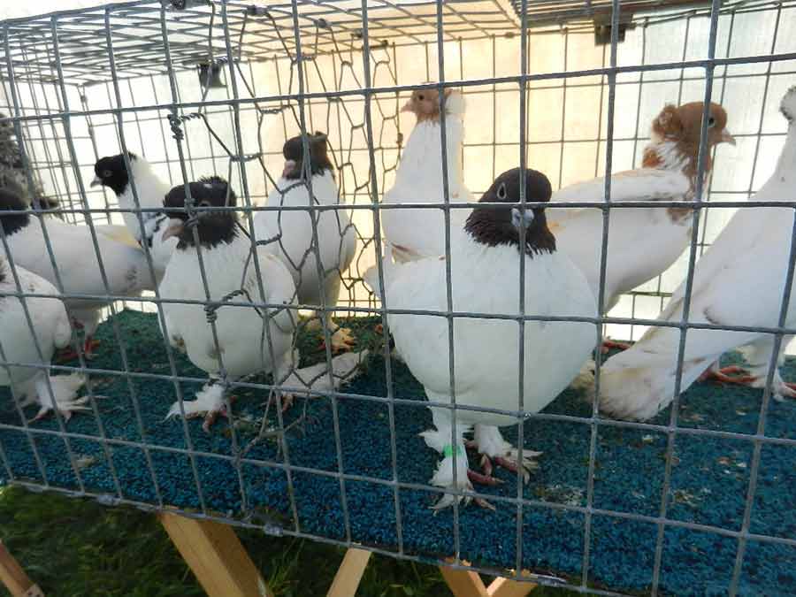 Клуб голубеводов станицы Ленинградская