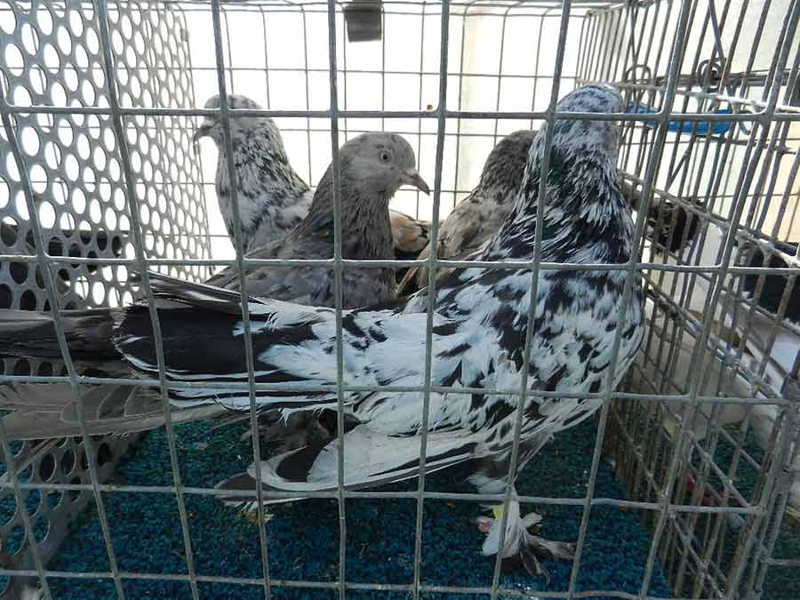 Клуб голубеводов станицы Ленинградская