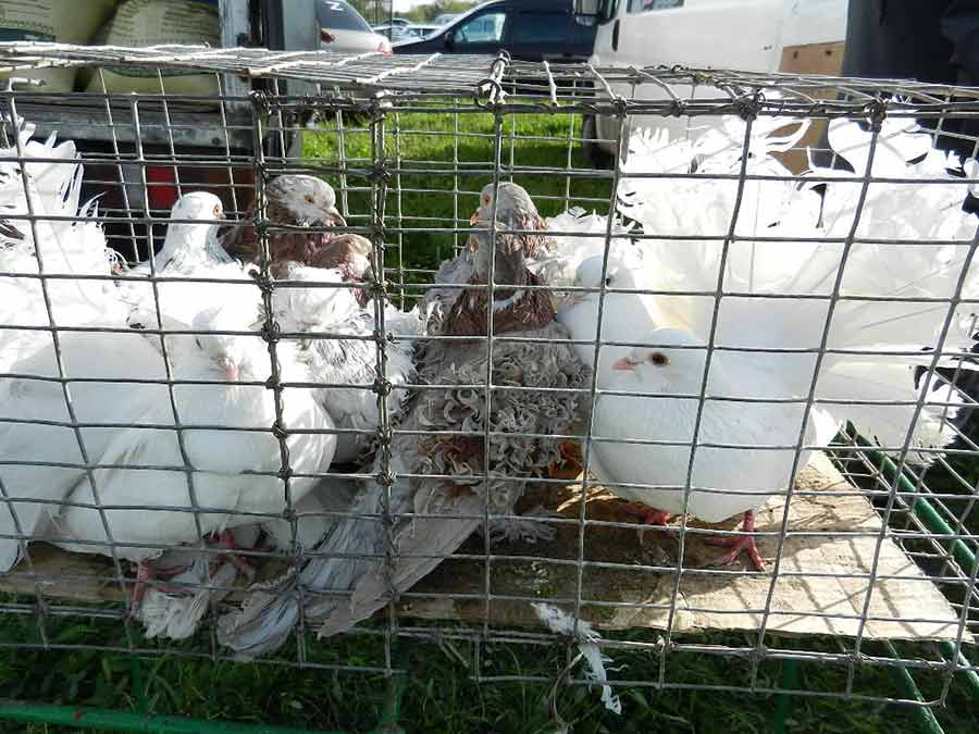 Клуб голубеводов станицы Ленинградская