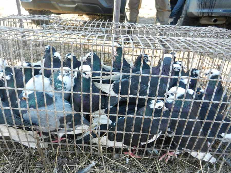 Клуб голубеводов станицы Ленинградская