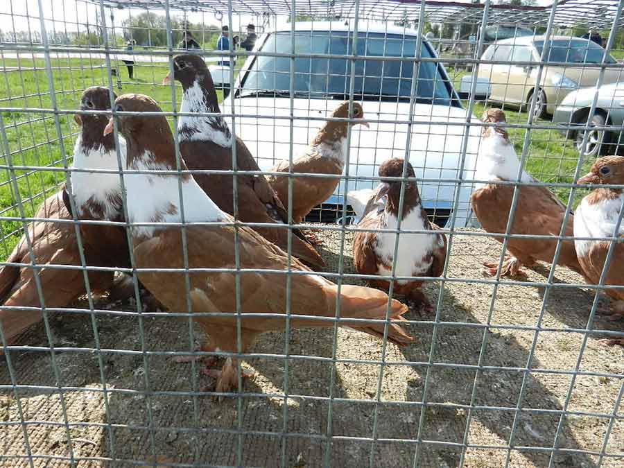 Клуб голубеводов станицы Ленинградская