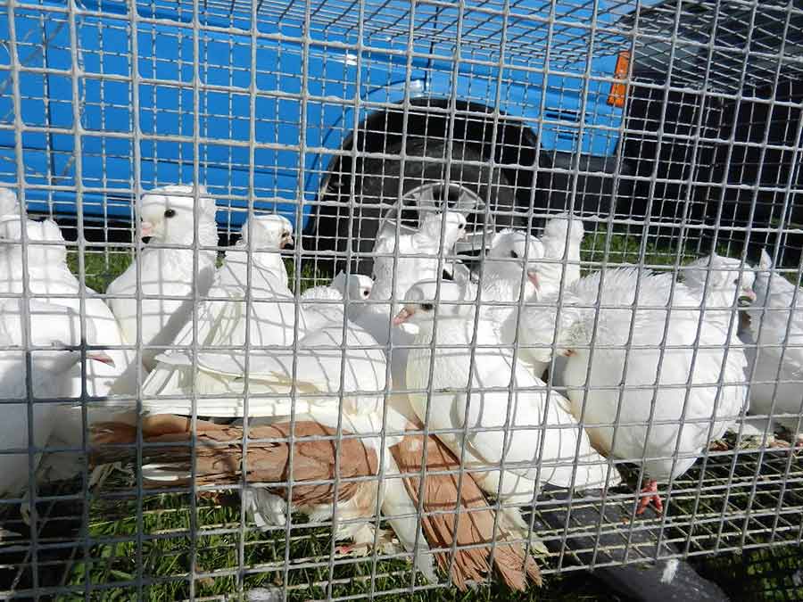 Клуб голубеводов станицы Ленинградская