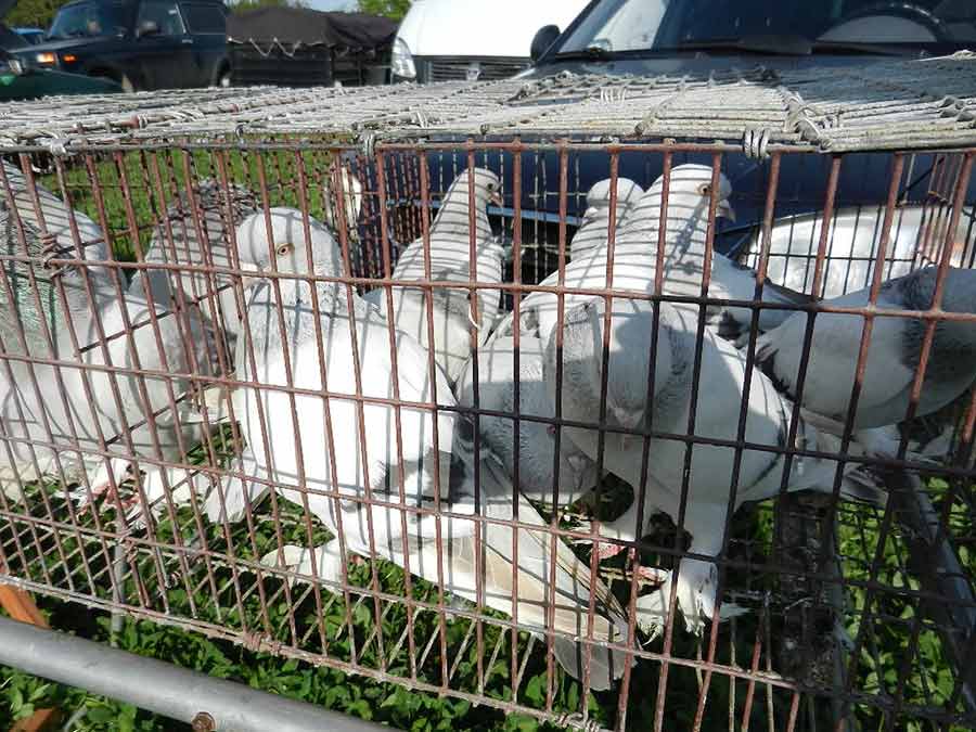 Клуб голубеводов станицы Ленинградская