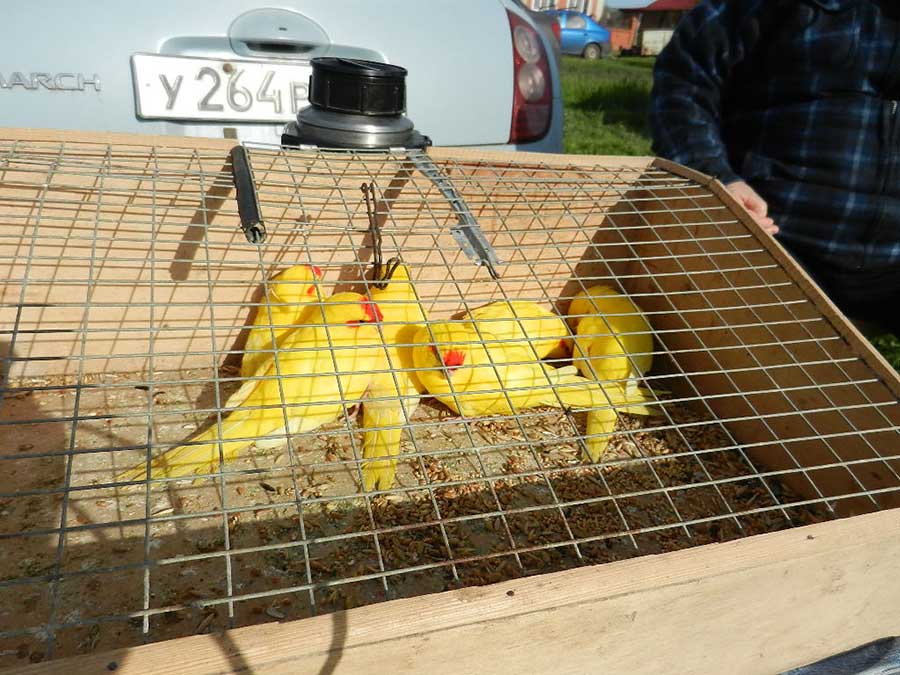 Клуб голубеводов станицы Ленинградская