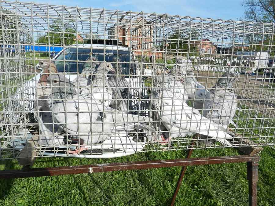 Клуб голубеводов станицы Ленинградская