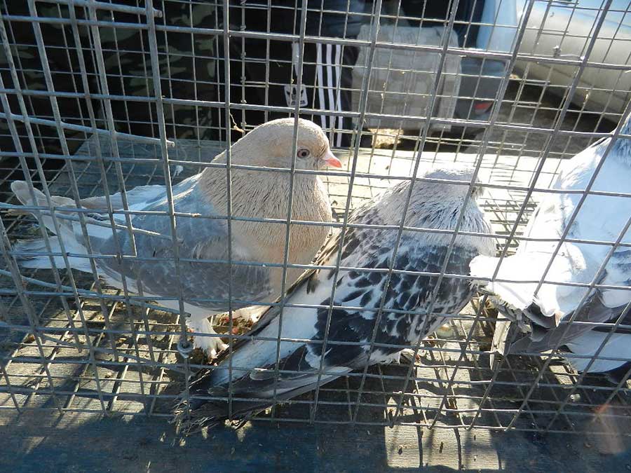 Клуб голубеводов станицы Ленинградская