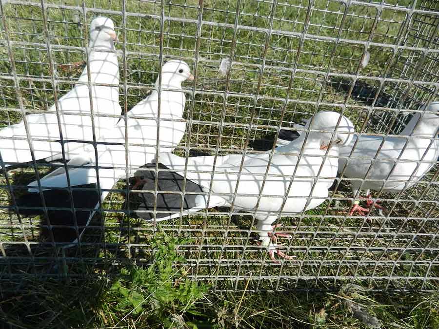 Клуб голубеводов станицы Ленинградская