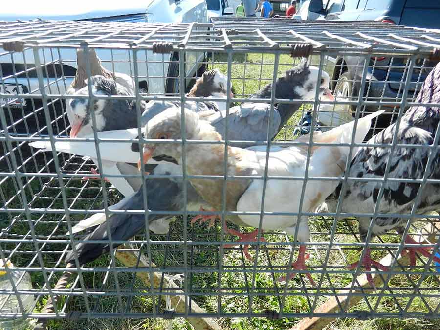 Клуб голубеводов станицы Ленинградская