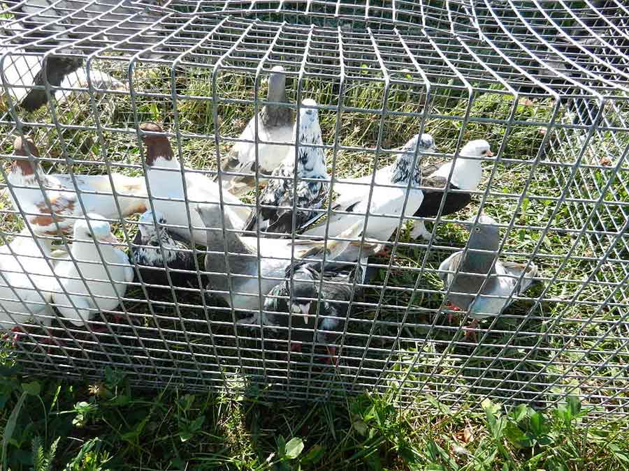 Клуб голубеводов станицы Ленинградская
