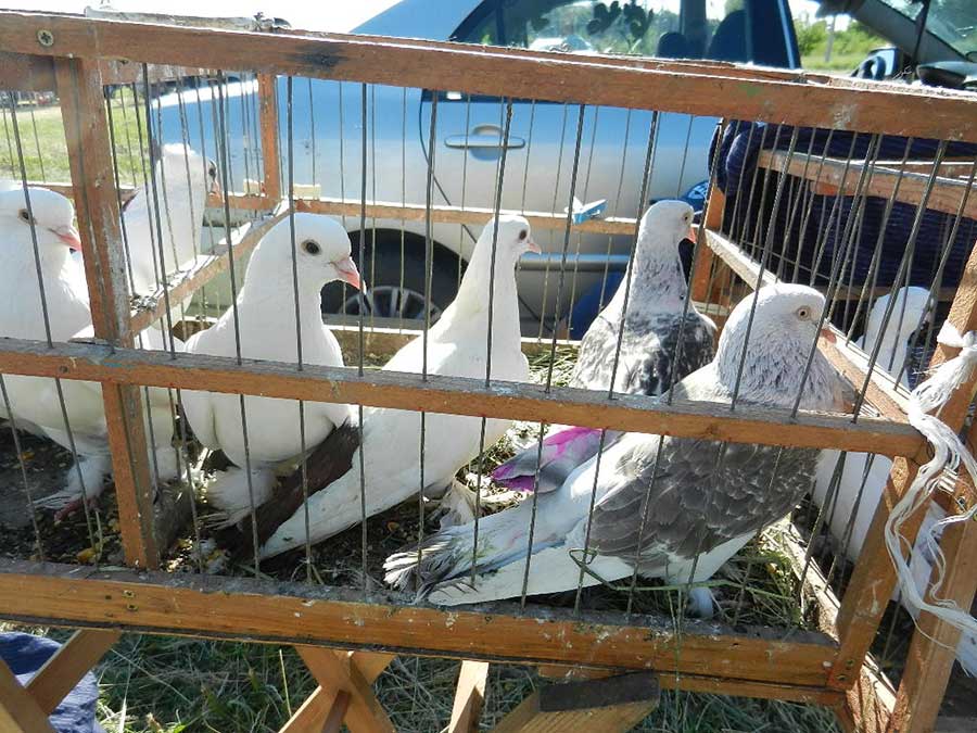 Клуб голубеводов станицы Ленинградская