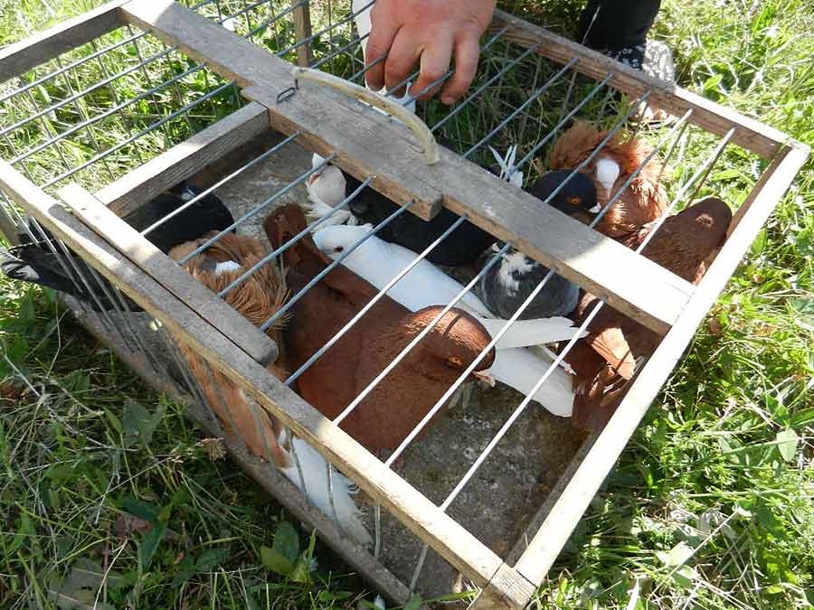 Клуб голубеводов станицы Ленинградская