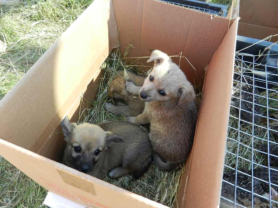 Клуб голубеводов станицы Ленинградская
