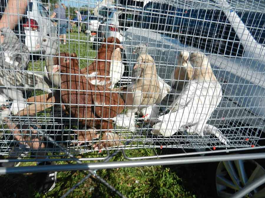 Клуб голубеводов станицы Ленинградская