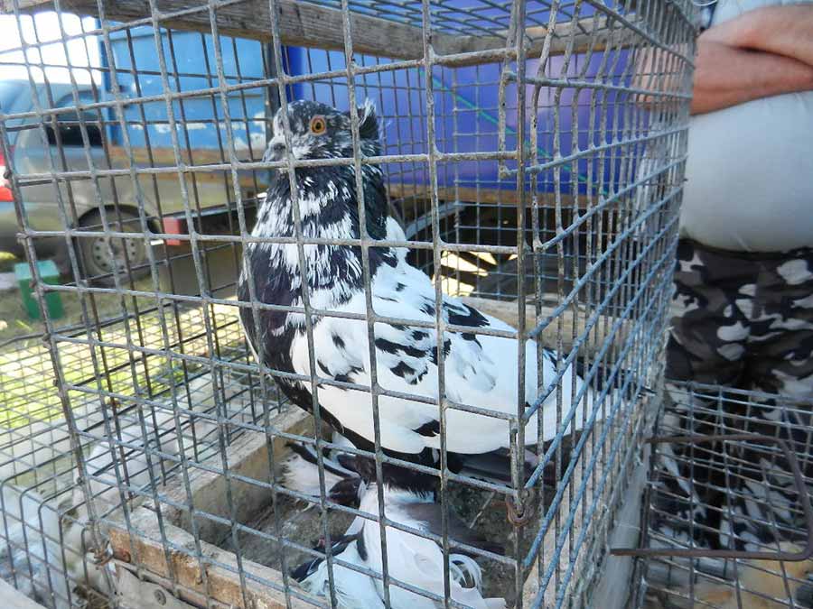 Клуб голубеводов станицы Ленинградская