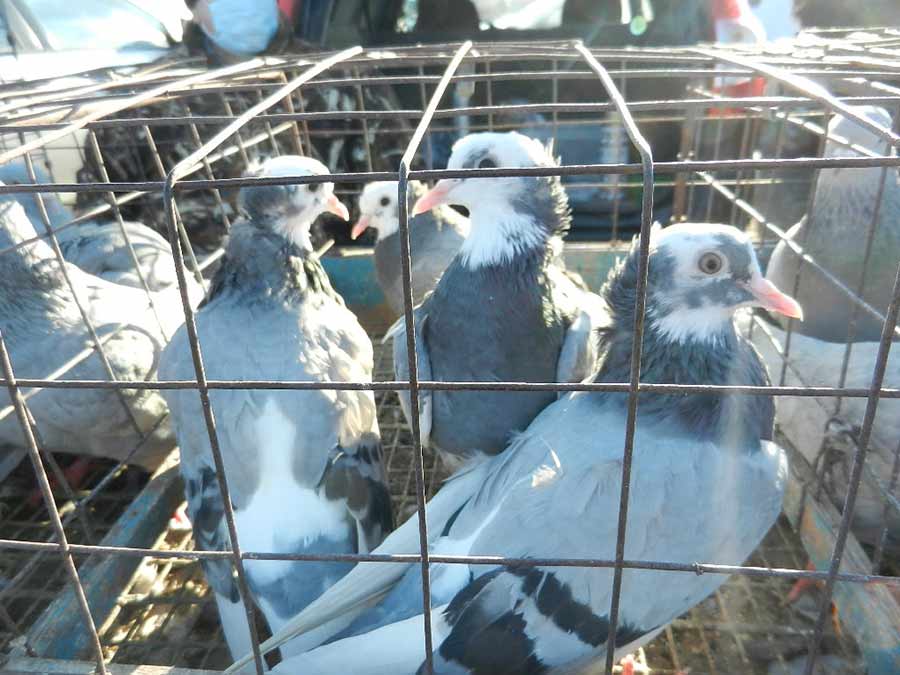 Клуб голубеводов станицы Ленинградская
