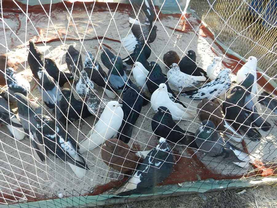 Клуб голубеводов станицы Ленинградская