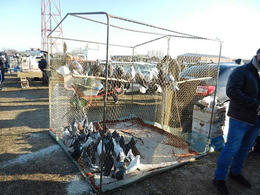Клуб голубеводов станицы Ленинградская