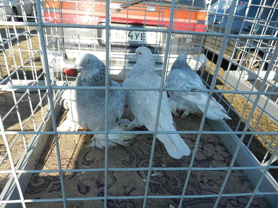Клуб голубеводов станицы Ленинградская