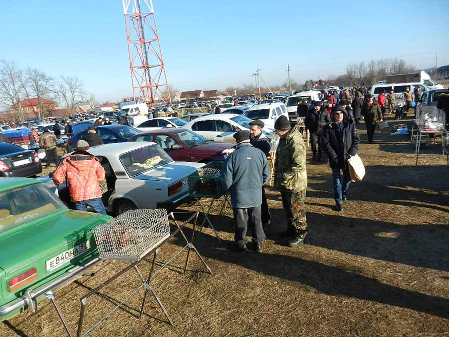 Клуб голубеводов станицы Ленинградская