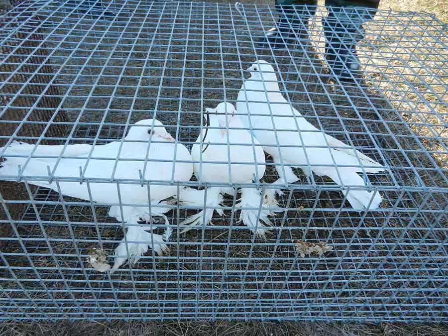 Клуб голубеводов станицы Ленинградская