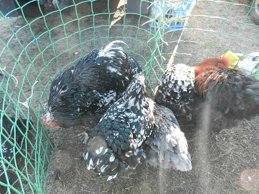Клуб голубеводов станицы Ленинградская