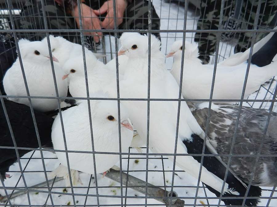 Клуб голубеводов станицы Ленинградская