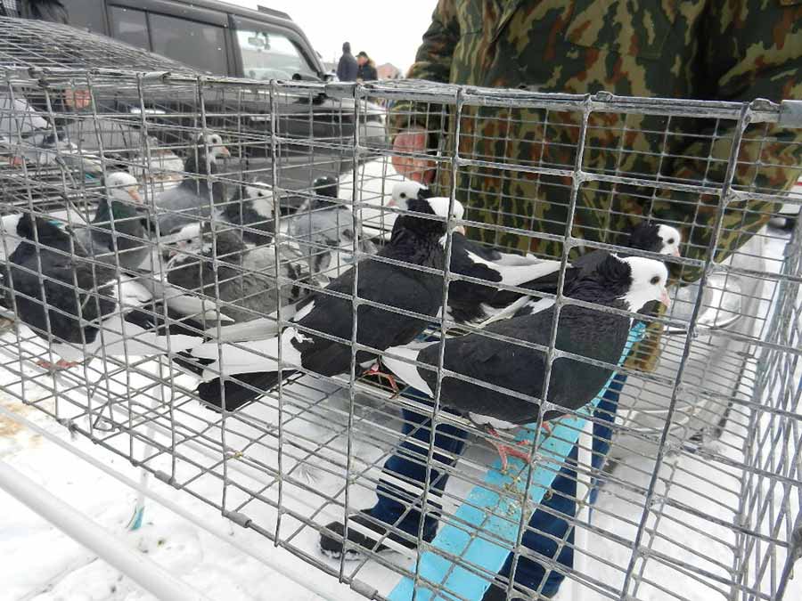 Клуб голубеводов станицы Ленинградская