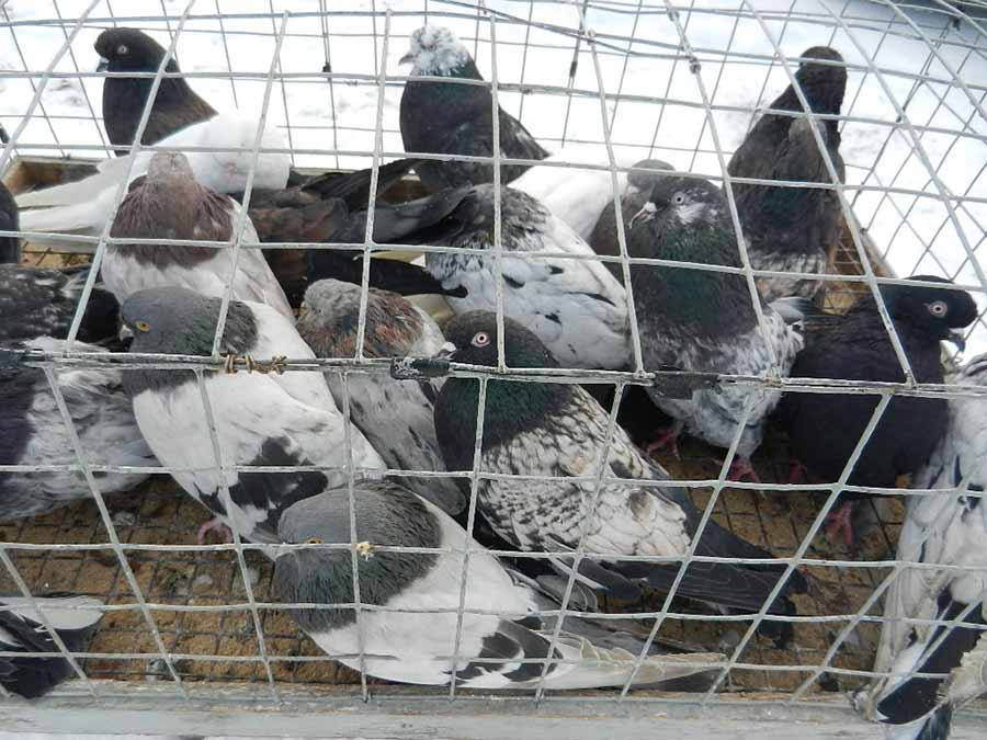 Клуб голубеводов станицы Ленинградская