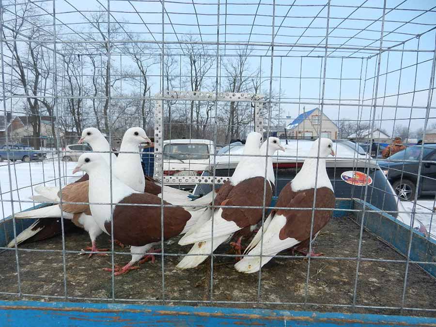 Клуб голубеводов станицы Ленинградская
