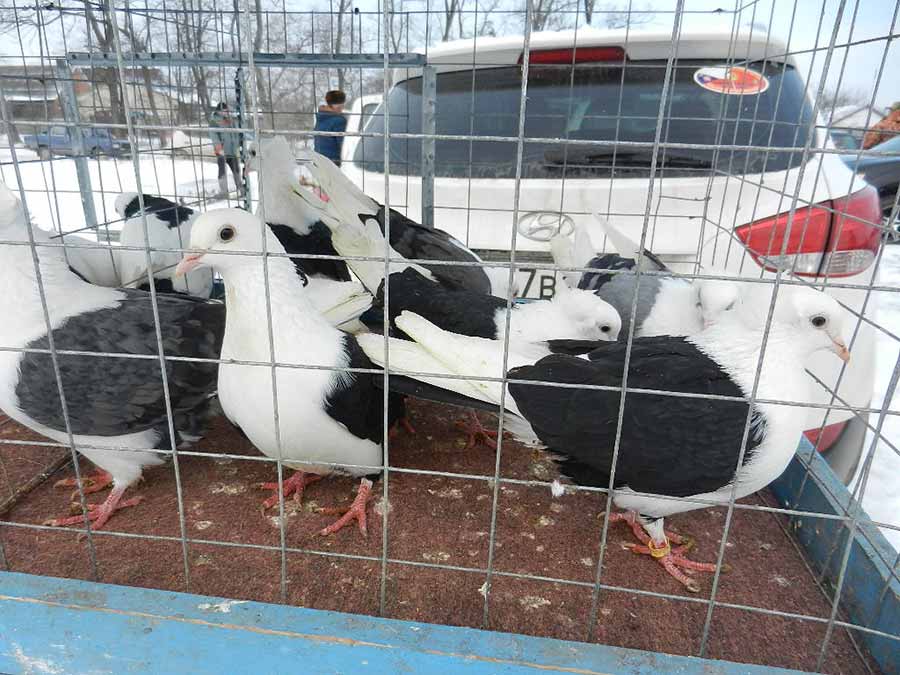 Клуб голубеводов станицы Ленинградская