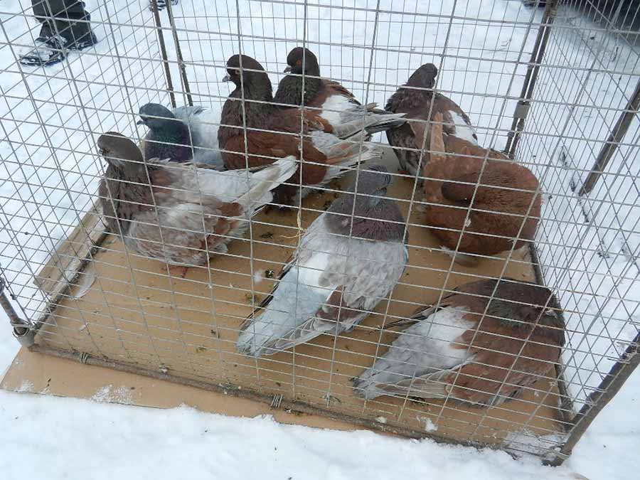 Клуб голубеводов станицы Ленинградская