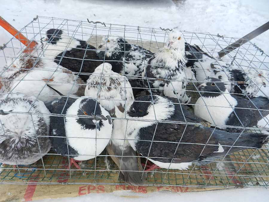 Клуб голубеводов станицы Ленинградская