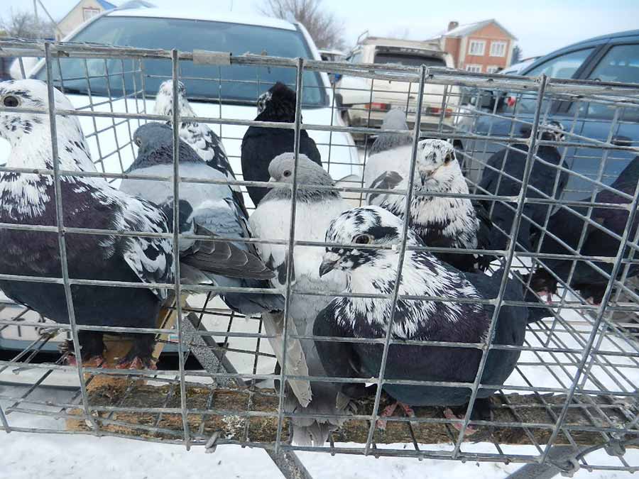 Клуб голубеводов станицы Ленинградская