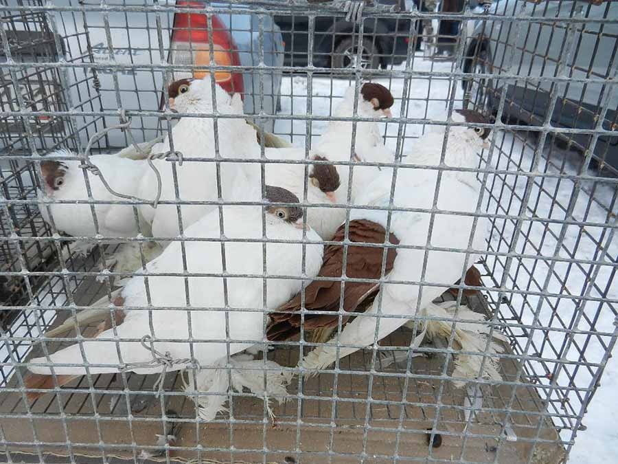Клуб голубеводов станицы Ленинградская