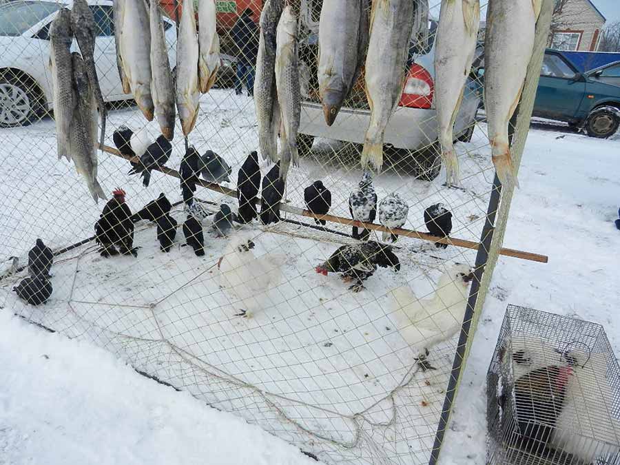 Клуб голубеводов станицы Ленинградская
