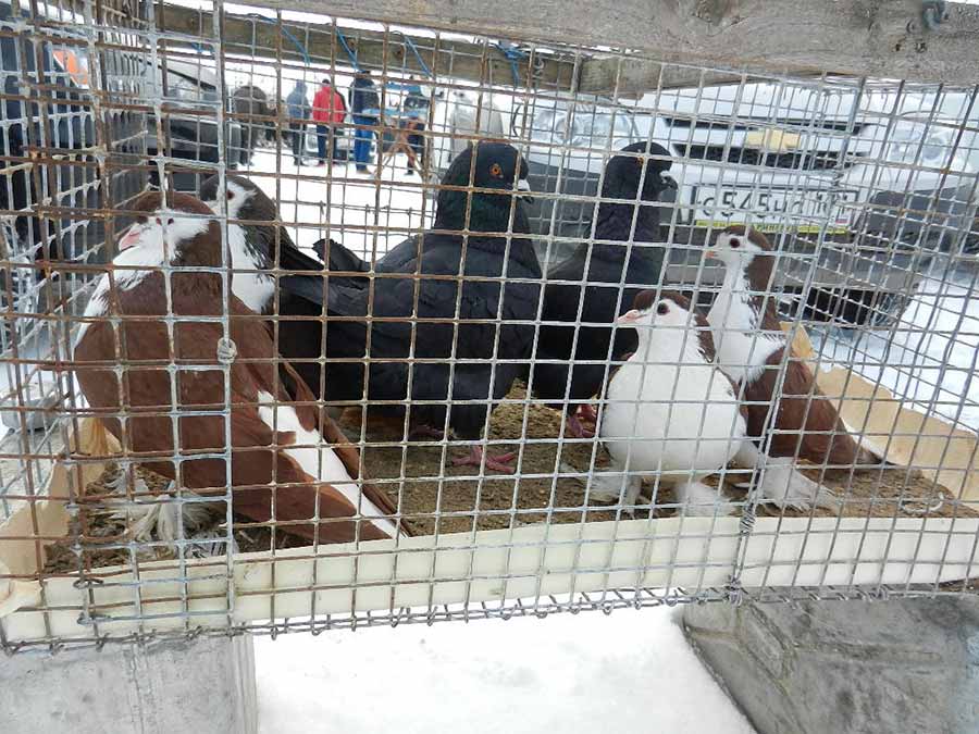 Клуб голубеводов станицы Ленинградская
