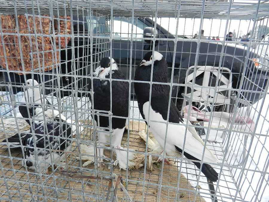 Клуб голубеводов станицы Ленинградская