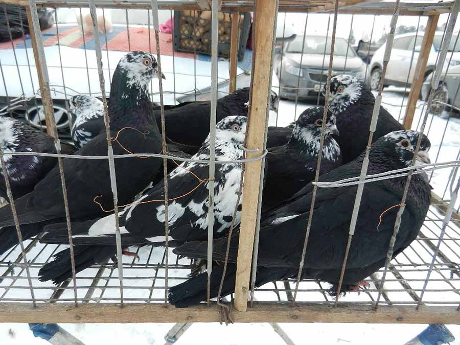 Клуб голубеводов станицы Ленинградская