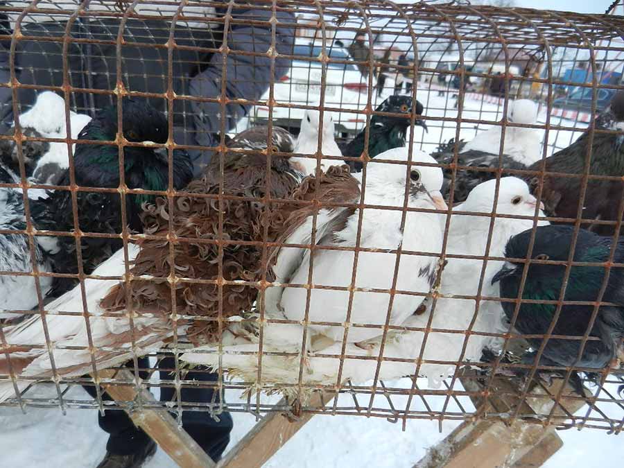 Клуб голубеводов станицы Ленинградская
